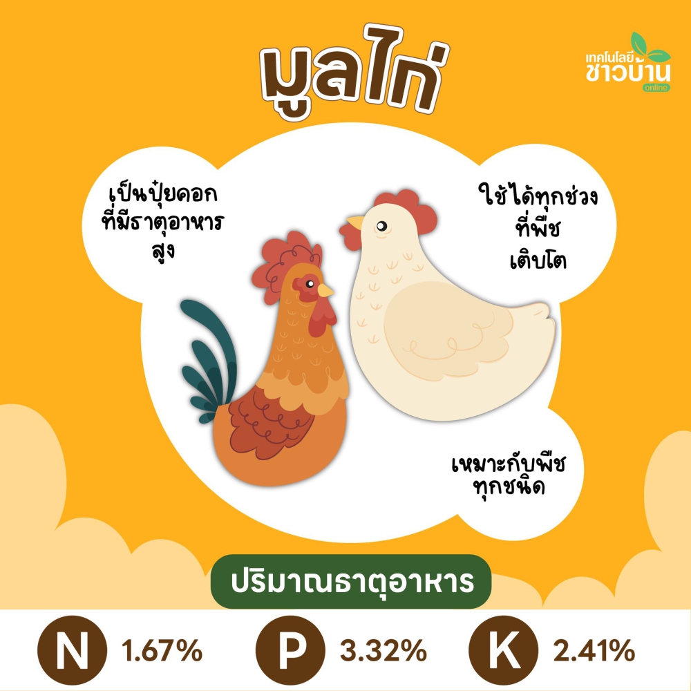 มูลไก่