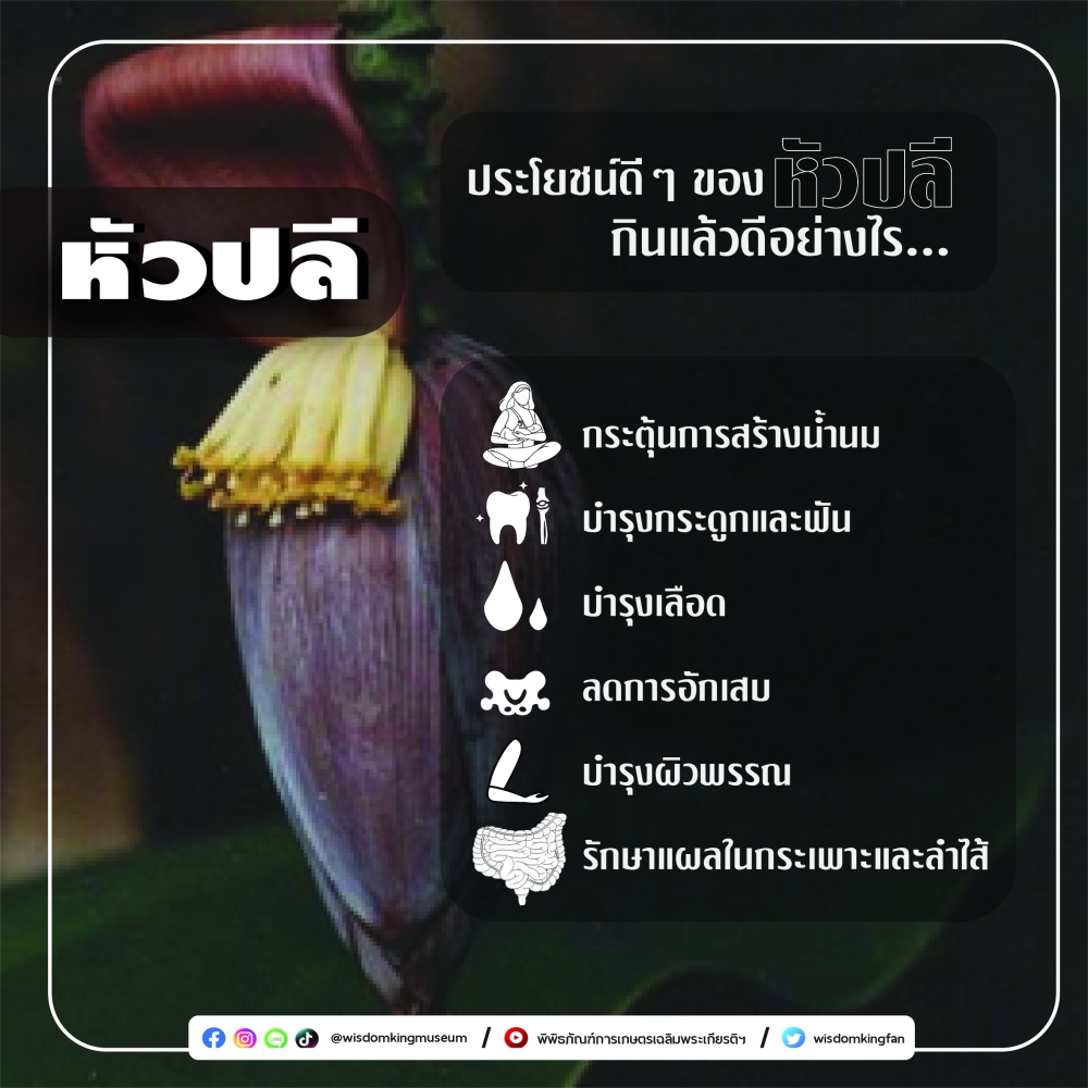 ประโยชน์ดีๆของหัวปลี