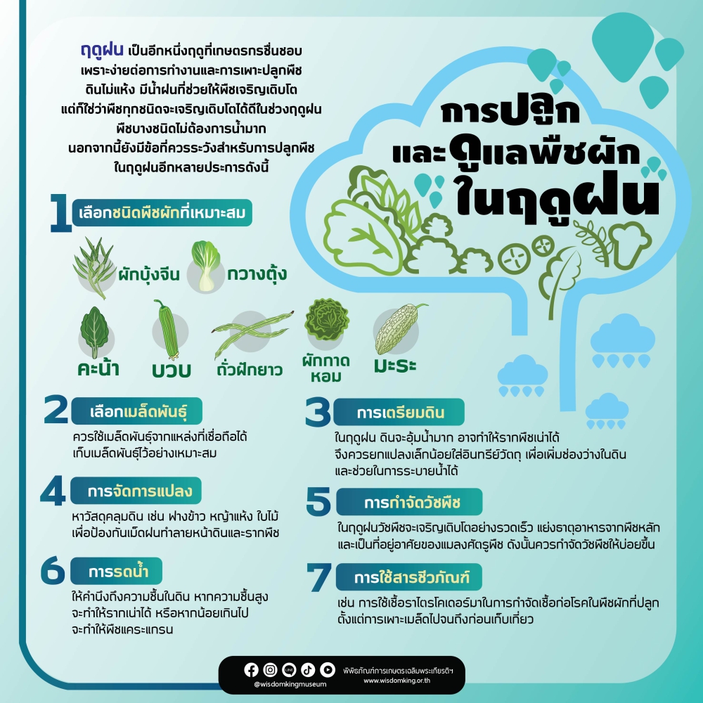 การปลูกและการดูแลพืชผักในฤดูฝน