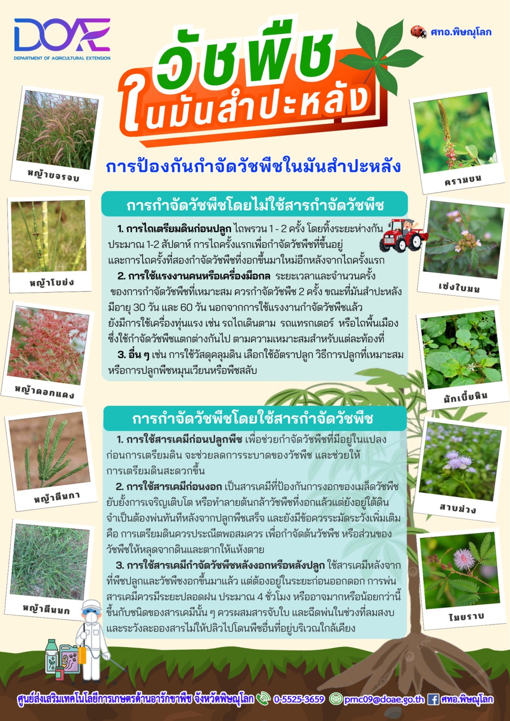 การป้องกัน วัชพืช ในมันสำปะหลัง