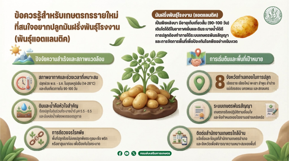ข้อควรรู้สำหรับเกษตรกรรายใหม่ที่สนใจปลูกมันฝรั่งพันธุ์โรงงาน