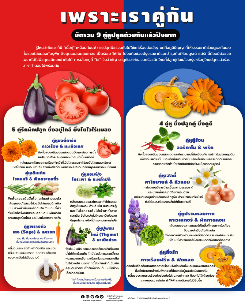 มัดรวม 9 คู่หูปลูกด้วยกันแล้วปังมาก