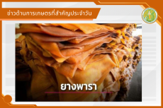 สรุปข่าวด้านการเกษตรที่สำคัญประจำวันที่